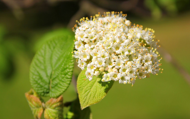 Обои картинки фото цветы, цветущие, деревья, кустарники, белые, цветочки