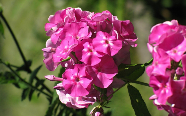 Обои картинки фото цветы, флоксы, розовые