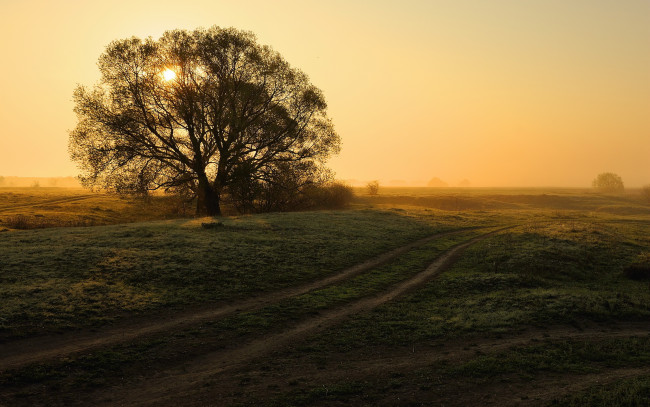 Обои картинки фото природа, деревья, пейзаж, дорога, дерево