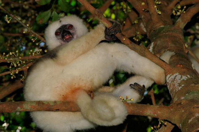 Обои картинки фото животные, лемуры, на, ветке