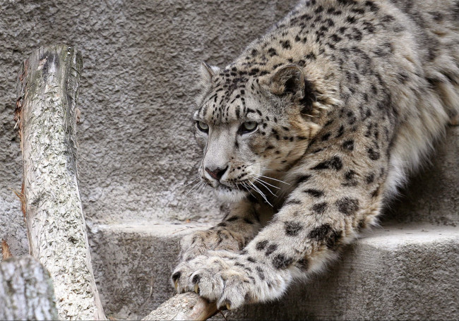 Обои картинки фото животные, снежный, барс, ирбис