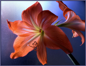 Картинка цветы амариллисы гиппеаструмы амариллис