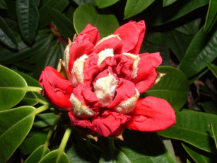 Картинка цветы цветущие деревья кустарники бутон