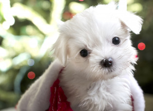 Картинка животные собаки милый щенок