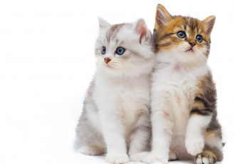 Картинка животные коты котята