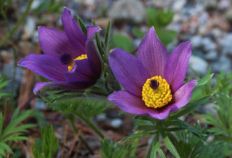 Картинка цветы анемоны адонисы сон-трава анемон