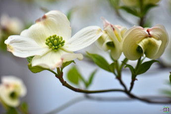 Картинка цветы кизил ветка макро