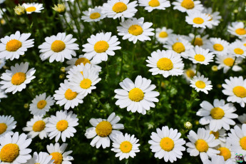 Картинка цветы ромашки весна