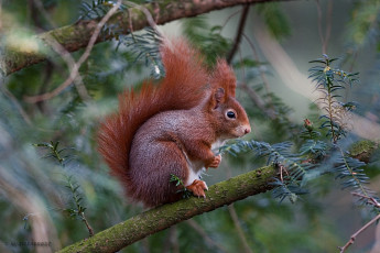 Картинка животные белки рыжий зверек