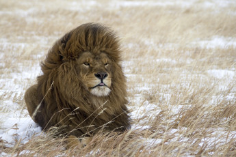 Картинка животные львы царь грива