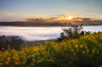 Картинка природа восходы закаты цветы закат пейзаж таиланд thailand