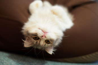 Картинка животные коты взгляд