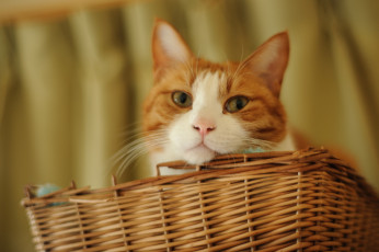 Картинка животные коты взгляд корзина