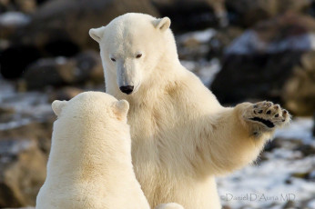 Картинка животные медведи белый медведь