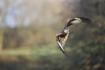 Картинка животные птицы хищники птица хищная полет вираж
