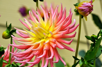 Картинка цветы георгины