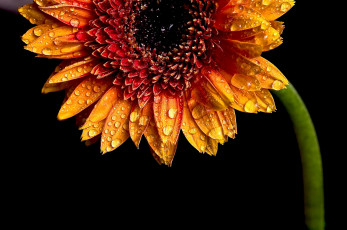 Картинка цветы герберы оранжевый макро капли