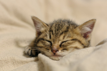 Картинка животные коты котёнок