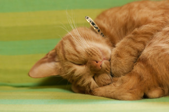 Картинка животные коты сон