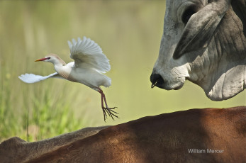 Картинка животные разные вместе бык египетская цапля