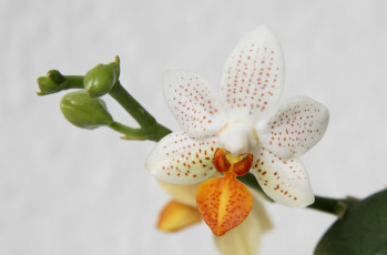 Картинка цветы орхидеи белый