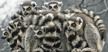 Картинка животные лемуры семейка
