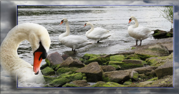 Картинка животные лебеди шипун белый