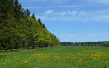 Картинка природа луга одуванчики луг лес