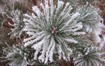 Картинка природа макро иней