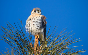 Картинка животные птицы хищники дерево хвоя сокол сидя верхушка