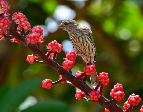 Обои картинки фото животные, воробьи, птичка, ветка