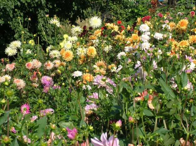 Обои картинки фото цветы, георгины