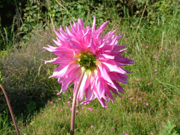 Обои картинки фото цветы, георгины, бутон