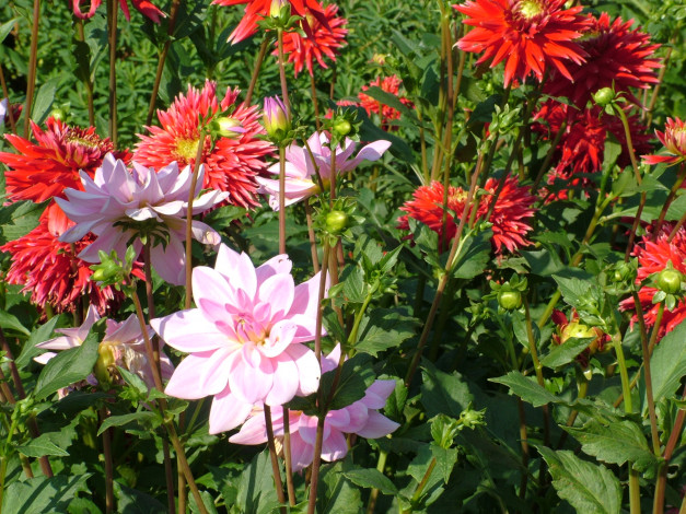 Обои картинки фото цветы, георгины, бутоны