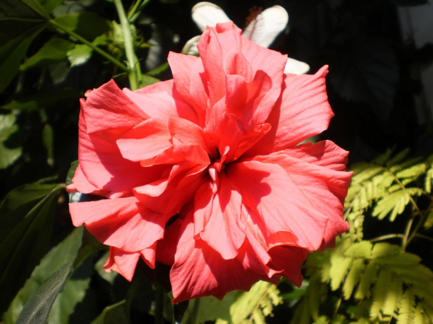 Обои картинки фото цветы, гибискусы, лепестки