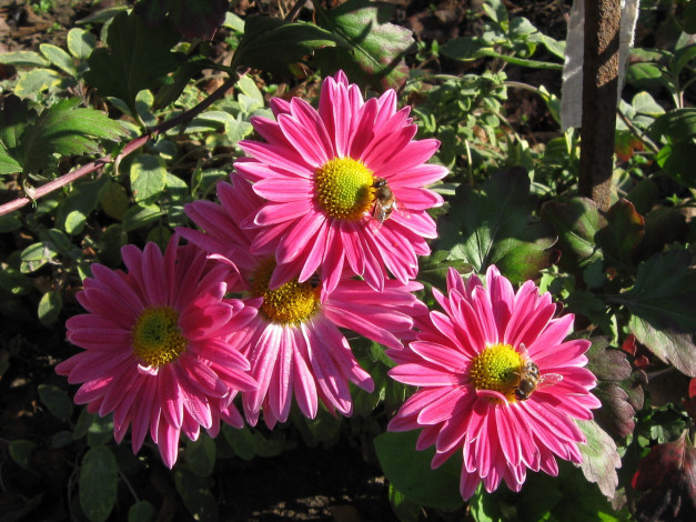 Обои картинки фото цветы, хризантемы, астры