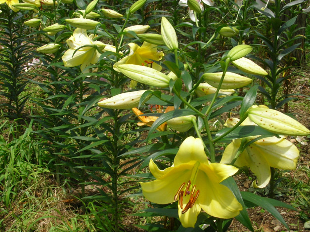 Обои картинки фото цветы, лилии, лилейники, бутон