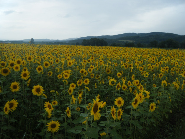 Обои картинки фото цветы, подсолнухи