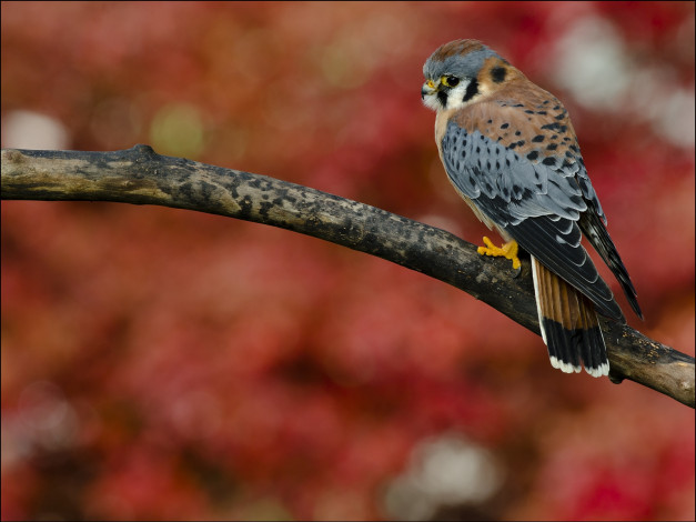 Обои картинки фото животные, птицы, хищники, хищник