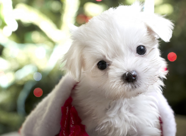 Обои картинки фото животные, собаки, милый, щенок