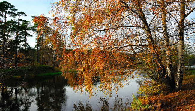 Обои картинки фото природа, реки, озера, дерево, берег