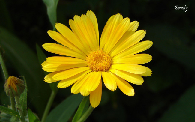 Обои картинки фото цветы, ромашки, желтая, ромашка, бутон, цветок