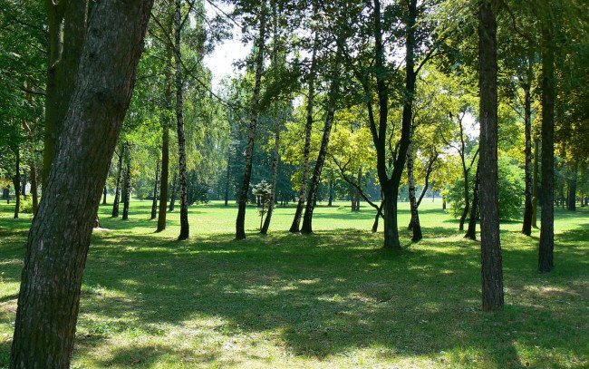Обои картинки фото природа, деревья, березы, парк