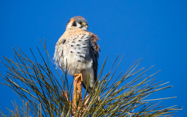 Обои картинки фото животные, птицы, хищники, дерево, хвоя, сокол, сидя, верхушка