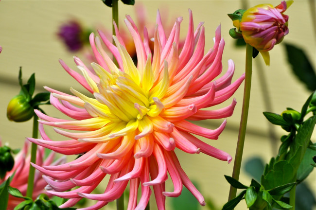 Обои картинки фото цветы, георгины