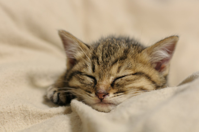 Обои картинки фото животные, коты, котёнок