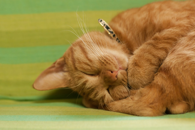 Обои картинки фото животные, коты, сон