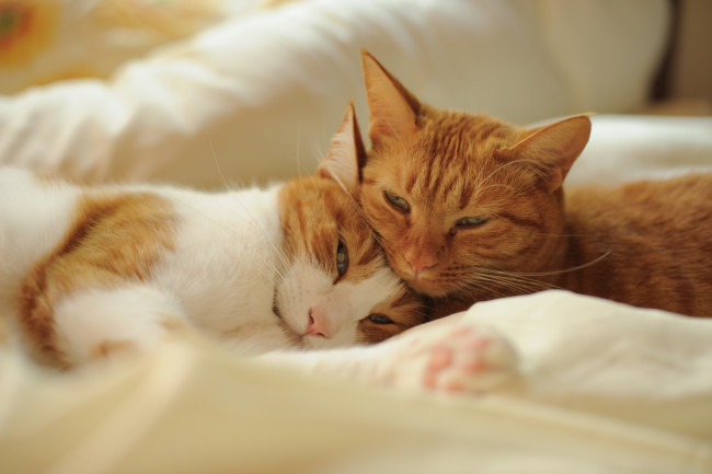 Обои картинки фото животные, коты, парочка