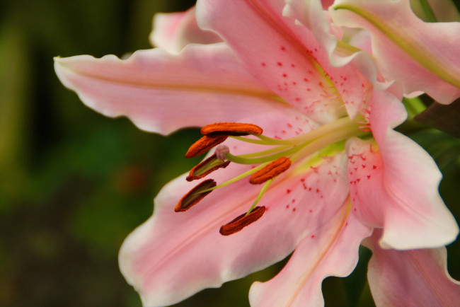 Обои картинки фото цветы, лилии, лилейники, макро, лепестки