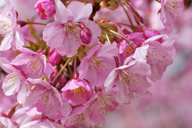 Обои картинки фото цветы, сакура, вишня, розовый